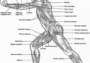 Free Printable Anatomy and Physiology Coloring Pages Free Anatomy and Physiology Coloring Pages Coloring Home