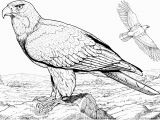 Free Printable Bald Eagle Coloring Pages American Bald Eagle Coloring Page