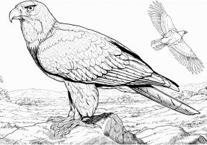 Free Printable Bald Eagle Coloring Pages American Bald Eagle Coloring Page
