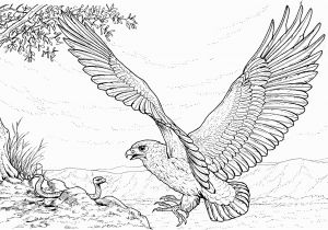 Free Printable Coloring Pages Of Eagles Free Eagle Coloring Pages