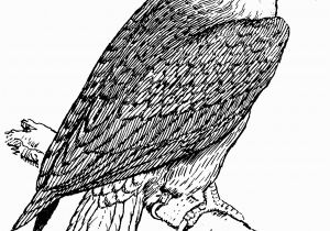 Free Printable Coloring Pages Of Eagles Free Printable Bald Eagle Coloring Pages for Kids