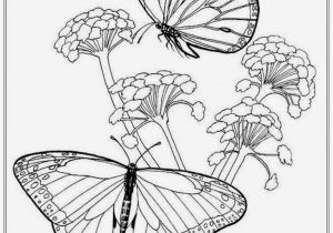 Free Printable Coloring Pages Of Flowers and butterflies butterfly and Flower Coloring Pages for Adults at