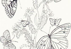 Free Printable Coloring Pages Of Flowers and butterflies Free Printable butterfly Coloring Pages for Kids