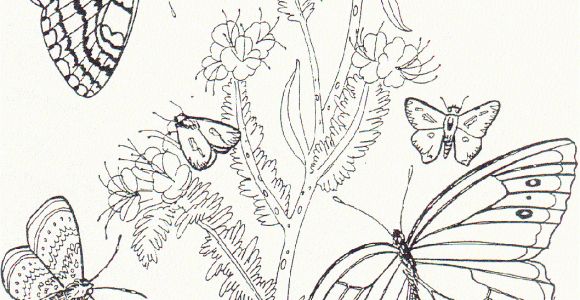 Free Printable Coloring Pages Of Flowers and butterflies Free Printable butterfly Coloring Pages for Kids