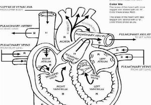 Free Printable Human Anatomy Coloring Pages Anatomy Coloring Book Pages Human Anatomy Coloring Pages Free