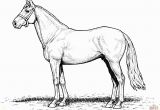 Free Printable Realistic Horse Coloring Pages Draft Horse Coloring Pages at Getcolorings