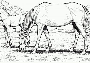 Free Printable Realistic Horse Coloring Pages Free Printable Realistic Horse Coloring Pages Free