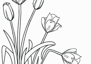 Free Printable Tulip Coloring Pages Free Printable Tulip Coloring Sheets Tulip Coloring Pages Template