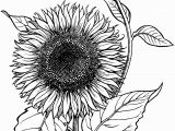 Free Sunflower Coloring Pages for Adults Blooming Sunflower Coloring Page Supercoloring