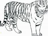 Free Tiger Coloring Pages Tiger Coloring Pages Ideas with Awesome Pattern