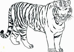 Free Tiger Coloring Pages Tiger Coloring Pages Ideas with Awesome Pattern