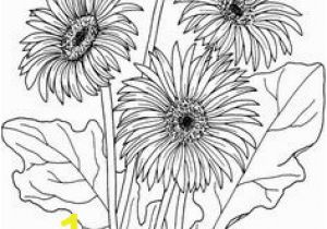 Gerbera Daisy Coloring Page 400 Best X Line Drawings Flowers 1 Images