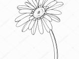 Gerbera Daisy Coloring Page á Gerber Daisies Drawing Stock Vectors Royalty Free