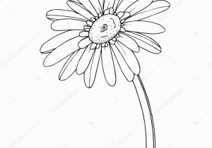 Gerbera Daisy Coloring Page á Gerber Daisies Drawing Stock Vectors Royalty Free