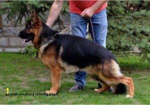 German Shepherd Coloring Pages 24 German Shepherd Coloring Pages Mycoloring Mycoloring