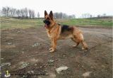 German Shepherd Coloring Pages German Shepherd Coloring Pages Free astra Od Slankamena Ideas German