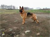 German Shepherd Coloring Pages German Shepherd Coloring Pages Free astra Od Slankamena Ideas German