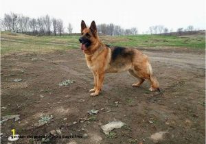 German Shepherd Coloring Pages German Shepherd Coloring Pages Free astra Od Slankamena Ideas German