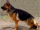 German Shepherd Coloring Pages German Shepherd Coloring Pages New Maximus Od Tiganjice Ideas German