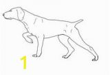 German Shorthaired Pointer Coloring Page 10 Best Search Images