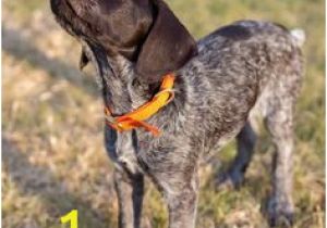 German Shorthaired Pointer Coloring Page 3949 Best Gsps Furever Images In 2019