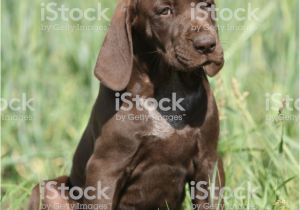 German Shorthaired Pointer Coloring Page Beautiful Puppy Od German Shorthaired Pointer Stock
