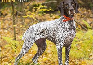 German Shorthaired Pointer Coloring Page German Shorthair Pointer Calendar 2020 Dog Breed Calendar Wall Calendar 2019 2020