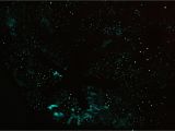Glow In the Dark Star Murals Night Sky Wallpaper Murals Wallpapersafari
