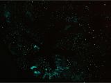 Glow In the Dark Star Murals Night Sky Wallpaper Murals Wallpapersafari