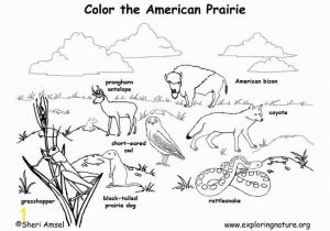 Go Texan Day Coloring Pages Curriculum In Nature