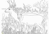 Going On A Bear Hunt Coloring Pages Deer Coloring Pages Free Printable Coloring Pages