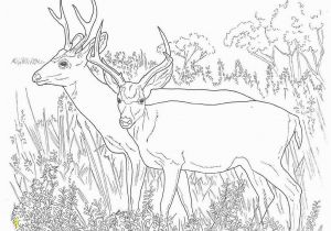 Going On A Bear Hunt Coloring Pages Deer Coloring Pages Free Printable Coloring Pages