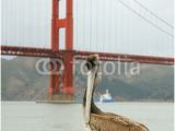 Golden Gate Bridge Wall Mural Pelican Standing with Golden Gate Bridge In Background Wall Mural