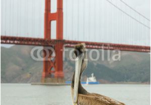 Golden Gate Bridge Wall Mural Pelican Standing with Golden Gate Bridge In Background Wall Mural