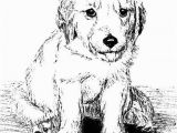 Golden Retriever Puppy Coloring Pages Golden Retriever Puppy Line Art Print Animals