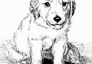 Golden Retriever Puppy Coloring Pages Golden Retriever Puppy Line Art Print Animals