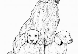 Golden Retriever Puppy Coloring Pages Pin On Colorings