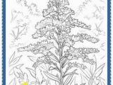 Goldenrod Coloring Page 150 Best Usa State Flowers Images On Pinterest