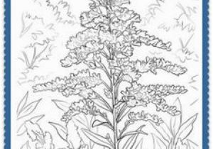 Goldenrod Coloring Page 150 Best Usa State Flowers Images On Pinterest