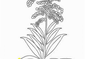 Goldenrod Coloring Page 311 Best A A Flowers Images On Pinterest