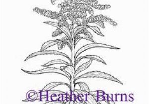 Goldenrod Coloring Page 49 Best State Flower Coloring Book Images