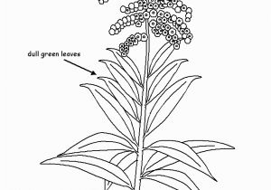 Goldenrod Coloring Page Kentucky State University Ksu is A Public Institution that Was
