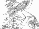 Goldenrod Coloring Page Meadowlark and Wild Sunflower Kansas State Bird and Flower