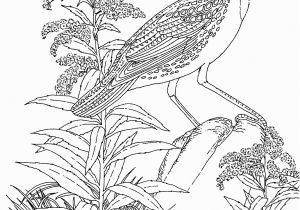 Goldenrod Coloring Page Meadowlark and Wild Sunflower Kansas State Bird and Flower