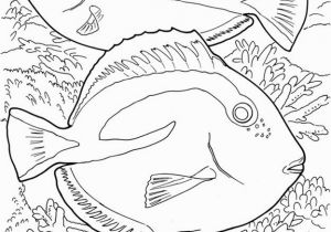 Great Barrier Reef Fish Coloring Page Great Barrier Reef Coloring Book From Dover Publications