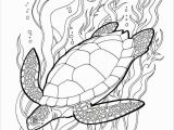 Great Barrier Reef Fish Coloring Page Great Barrier Reef Drawing at Getdrawings