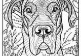 Great Dane Coloring Pages 1460 Best Coloring Pages and Such Images