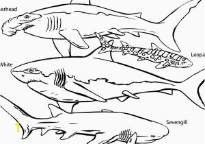 Great White Shark Coloring Pages Cute Shark Coloring Pages Best Cute Printable Coloring Pages New