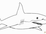 Great White Shark Coloring Pages Great White Shark Coloring Pages Best Bull Shark Drawing at