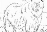 Grizzly Bear Coloring Pages Alaskan Grizzly Bear Coloring Page